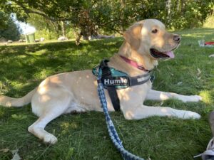 Hundehjerte - Positiv hundetræning